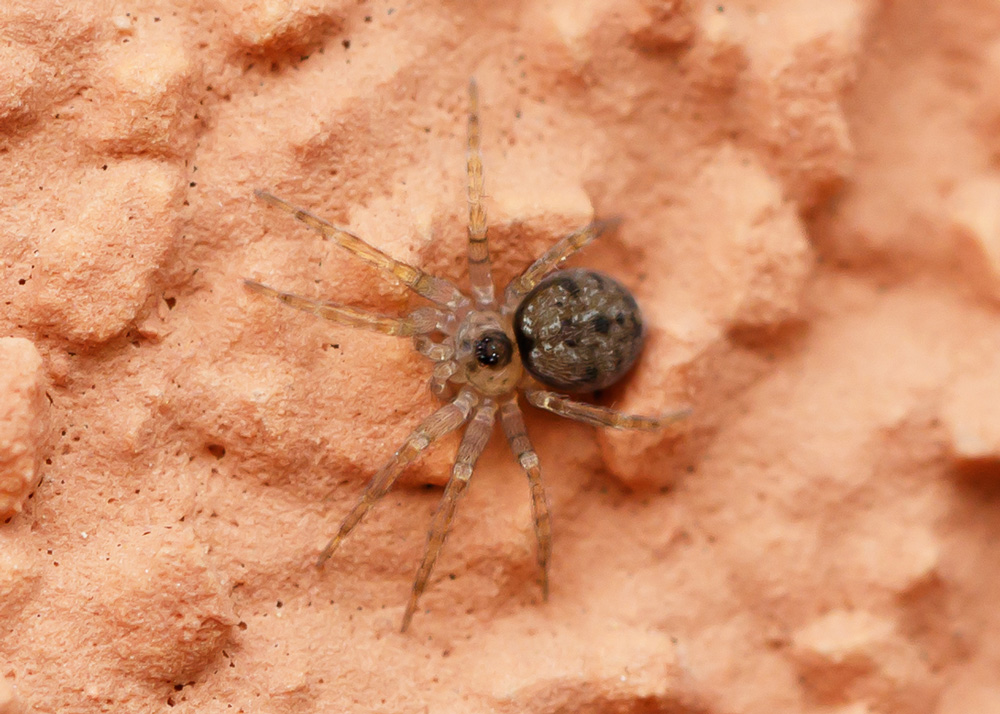 Oecobius navus - Arenzano (GE)